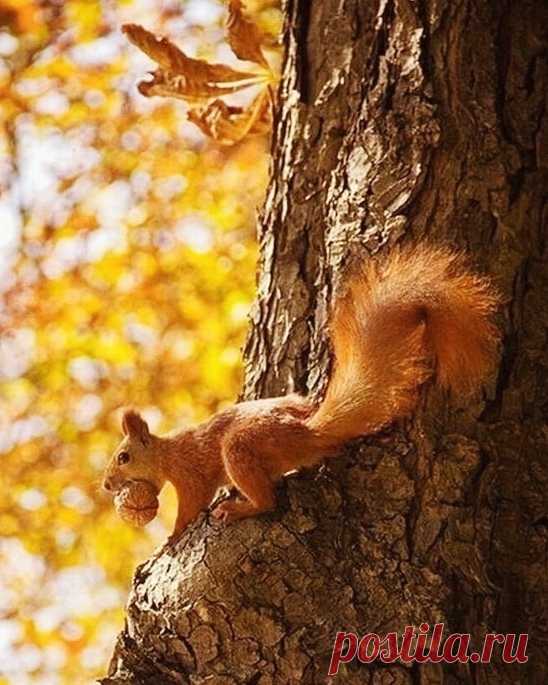 ღ