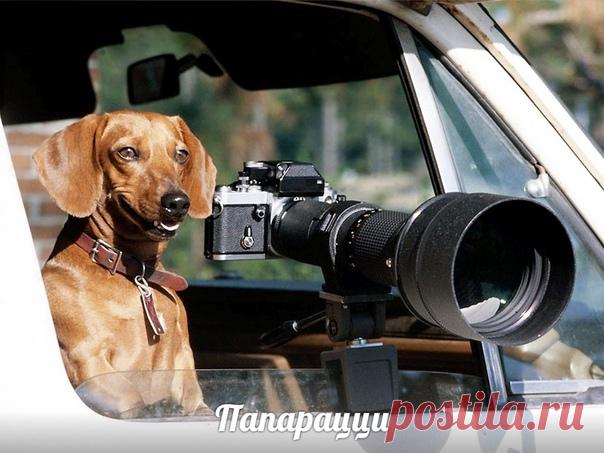 Елена Федорищева