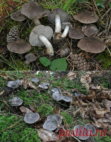 Рядовка землистая: описание гриба, распространение, фото