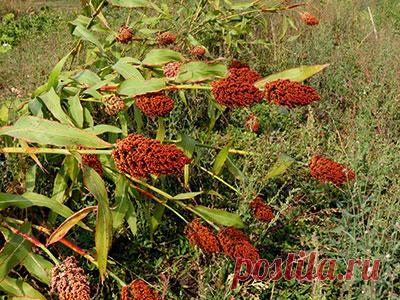 Зерновое сорго: aadvark — ЖЖ