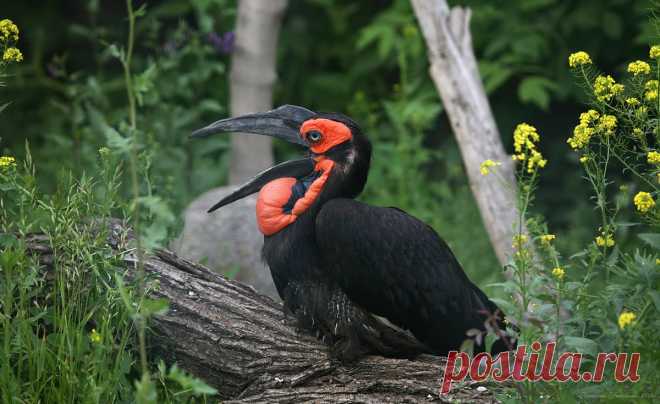 Н а т а л ь я :: Кафрский рогатый ворон :: Животные :: Галерея :: Клуб Foto.ru
