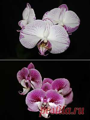 Уход за орхидеей Phalaenopsis. ОСНОВЫ УХОДА ЗА ОРХИДЕЯМИ. МОЯ ПЕРВАЯ ОРХИДЕЯ. ФАЛЕНОПСИС. Как ухаживать за орхидеей. Орхидея отцвела, что делать с цветоносом? Как обрезать цветонос фаленопсиса. Нужно ли обрезать цветонос у орхидеи?
