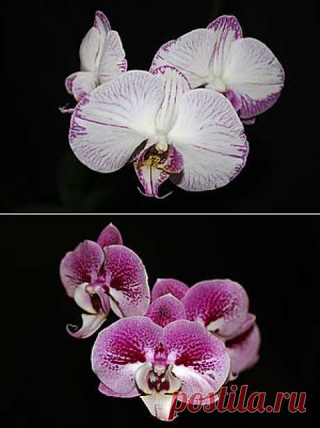 Уход за орхидеей Phalaenopsis. ОСНОВЫ УХОДА ЗА ОРХИДЕЯМИ. МОЯ ПЕРВАЯ ОРХИДЕЯ. ФАЛЕНОПСИС. Как ухаживать за орхидеей. Орхидея отцвела, что делать с цветоносом? Как обрезать цветонос фаленопсиса. Нужно ли обрезать цветонос у орхидеи?