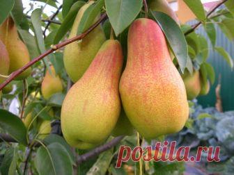 Груши консервированные на зиму – рецепты приготовления десертов + Видео Консервированные груши на зиму – вкусный и полезный продукт, который понравится взрослым и детям. Наши видеоуроки помогут приготовить десерты быстро и вкусно