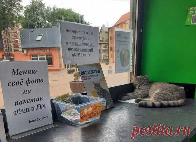 Кота Сергея в Зеленоградске изгнали с рабочего места из-за кляузника