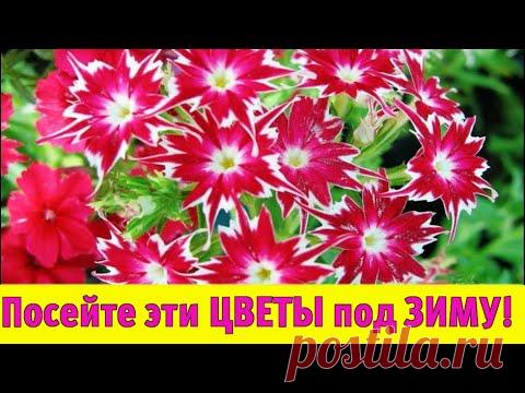 ПОСЕЙТЕ эти НЕПРИХОТЛИВЫЕ ЦВЕТЫ под ЗИМУ! Они будут цвести все лето в саду!