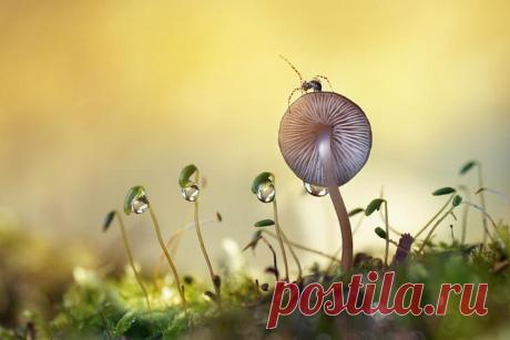 20 самых популярных макрофотографий