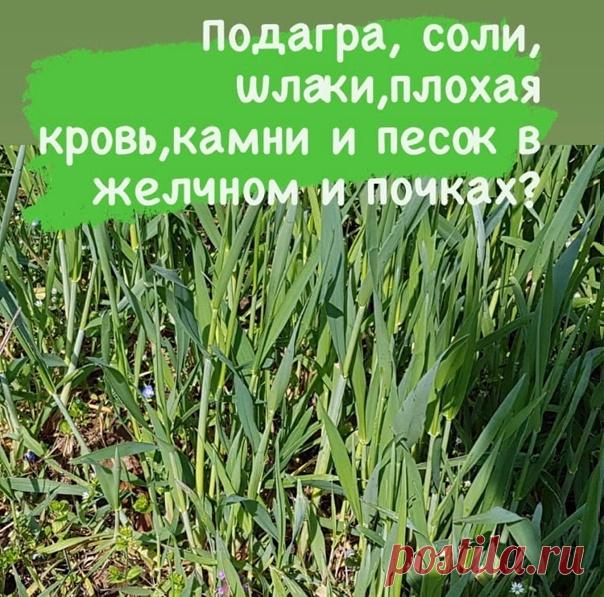 Цистит, простатит, воспаления мочеполовой системы, радиация, плохая кровь, проблемы с ЖКТ, камни и песок в желчном и почках? Изучите пырей!

Основная область применения пырея – очищение крови, когда с усилением оттока воды из тела удаляются шлаки, что сказывается прежде всего в уменьшении кожных высыпаний. Усталость и состояние разбитости снимаются.
Хотя научная медицина относится к пырею прохладно, в Швейцарии, например, он широко используется как лекарственное растение. ...