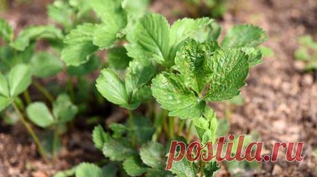 Земляничный клещ на Supersadovnik.ru Молодые листья клубники сморщиваются и не разворачиваются до конца — это работа земляничного клеща. Листья вырастают до обычных размеров и первые ягоды могут быть хороши, но затем развитие приостанавливается, листья желтеют и отмирают, а ягоды засыхают? Нужно бороться с вредителем!