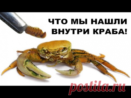 ЧТО ВНУТРИ КРАБА. Радужный краб полинял. Как происходит линька краба. - YouTube