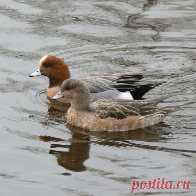 чирок=трескунок