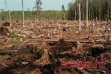 В России решили по-новому бороться с вырубкой леса