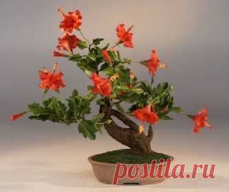Bonsai Hibiscus! :)  |   Pinterest • Всемирный каталог идей