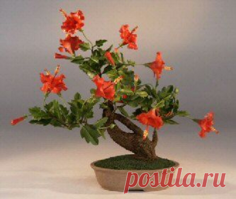 Bonsai Hibiscus! :)  |   Pinterest • Всемирный каталог идей