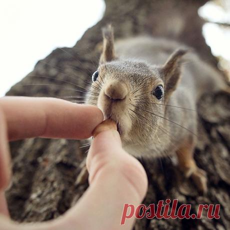 Новые фотографии милые и смешные животные.