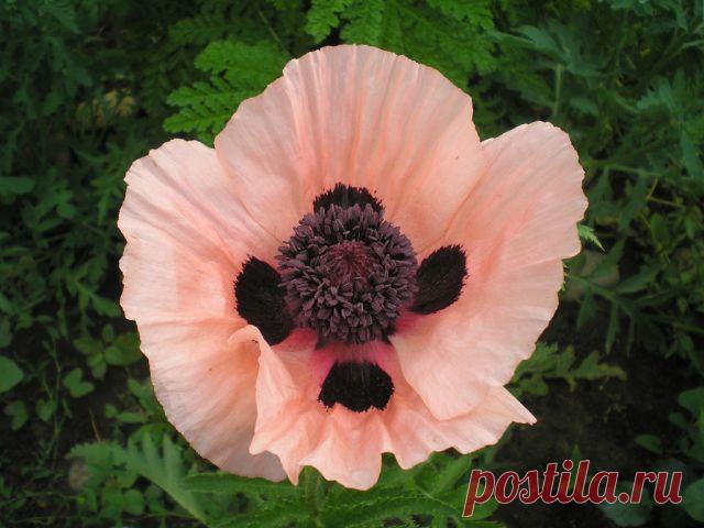 Дачные хитрости
Елена Шапаренко