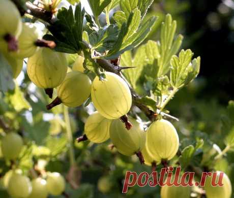 Вино из крыжовника
Вино из крыжовника имеет хороший вкус и аромат. Некоторые сорта крыжовника позволяют получать вино, по качеству напоминающее виноградное. Ягоды крыжовника при прессовании отдают мало сока, поэтому в …