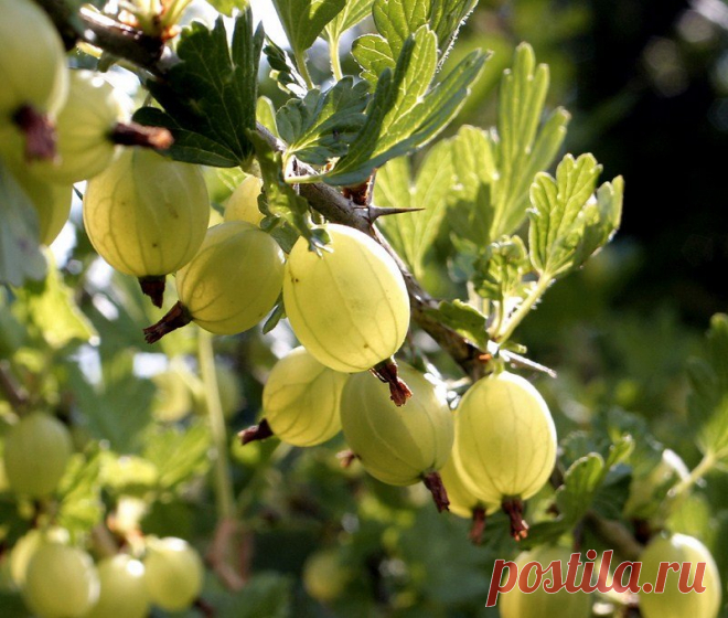 Вино из крыжовника 
Вино из крыжовника имеет хороший вкус и аромат. Некоторые сорта крыжовника позволяют получать вино, по качеству напоминающее виноградное. Ягоды крыжовника при прессовании отдают мало сока, поэтому в …