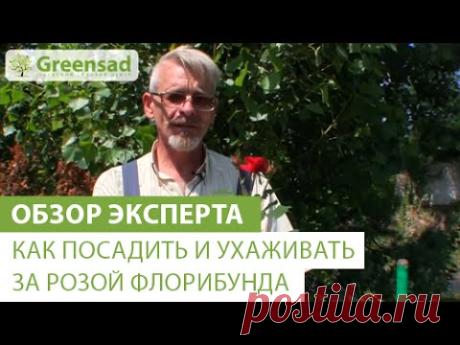 Как посадить и ухаживать за розой флорибунда