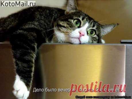 Прилёг по хозяйски... | KotoMail.ru