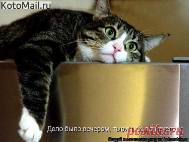 Прилёг по хозяйски... | KotoMail.ru