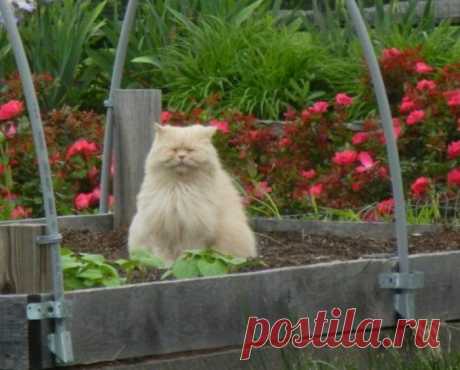 Самый красивый цветок в саду