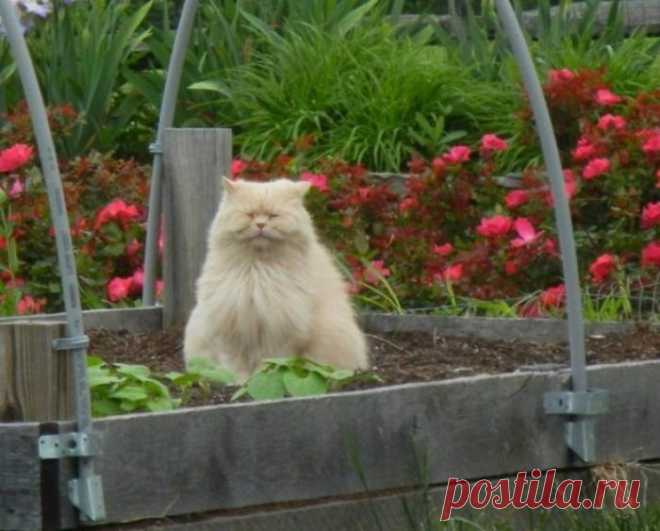 Самый красивый цветок в саду