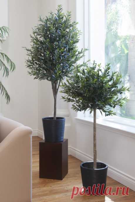 Трудности зимовки оливковых деревьев.

Оливковые деревья несмотря на свою теплолюбивость зимовать должны не в тепле комнат, а в максимально холодных температурах без опускания показателей ниже 0 градусов. Чем ближе к нулевой будет температура, тем лучше.