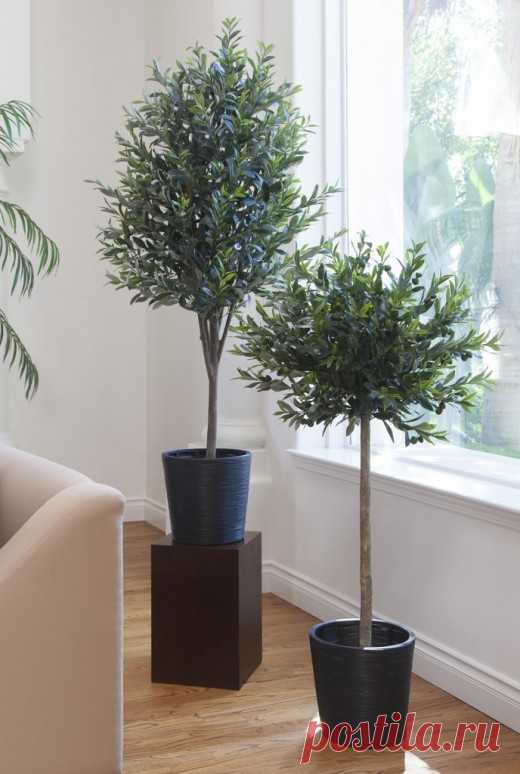 Трудности зимовки оливковых деревьев.

Оливковые деревья несмотря на свою теплолюбивость зимовать должны не в тепле комнат, а в максимально холодных температурах без опускания показателей ниже 0 градусов. Чем ближе к нулевой будет температура, тем лучше.