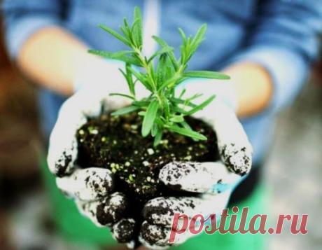 Выращивание розмарина в открытом грунте. Посадка и уход за розмарином
