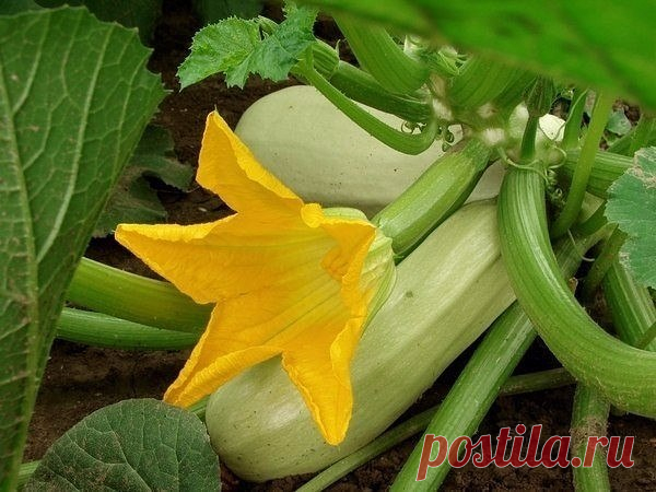 ЧУДО-УДОБРЕНИЕ ДЛЯ КАБАЧКОВ

Чтобы кабачки выросли крупными, вкусными и хрустящими,нужно их подкармливать!!

Для этого нужно сделать полезный настой:

В 10 л.теплой воды разведите 3 ст.л. помета, перемешайте деревянной палкой. Закройте крышкой и дайте настояться в течение 3 суток. Затем полейте под каждый кустик по 1 литру удобрения.

Проводите такую подкормку любимым кабачкам раз в 2 недели.