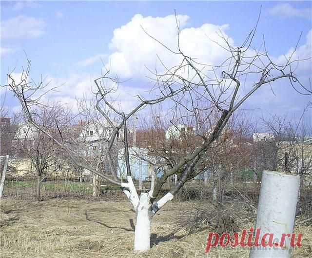 Сроки, схемы и виды осенней обрезки абрикоса