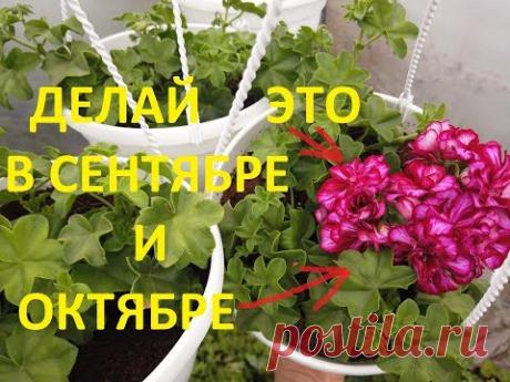 Обрезка Пеларгонии Перед Зимовкой.