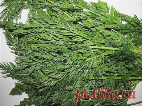 1. МОРКОВНАЯ БОТВА ОЧИСТИТ КИШЕЧНИК.
2. Чистая кровь – основа основ.
3. От температуры – лимон с содой
4. Кинза (кориандр) – по праву считается одной из самых популярных  целебных приправ в Азии. 
5. ЛЕЧЕНИЕ ПЕЧЕНИ НАРОДНЫМИ СРЕДСТВАМИ
6. СРЕДСТВА, ОТВАРЫ ДЛЯ ИНТИМНОЙ ГИГИЕНЫ
7. КАК СТАТЬ КРАСИВОЙ ЗА 30 ДНЕЙ?
8. МАСКА для поврежденных, пересушенных феном и плойками волос!
9. Скопление слизи в организме.
10. Очистка бронхов и легких. Дыхательная гимнастика.
****************...