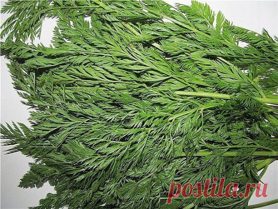 1. МОРКОВНАЯ БОТВА ОЧИСТИТ КИШЕЧНИК.
2. Чистая кровь – основа основ.
3. От температуры – лимон с содой
4. Кинза (кориандр) – по праву считается одной из самых популярных  целебных приправ в Азии. 
5. ЛЕЧЕНИЕ ПЕЧЕНИ НАРОДНЫМИ СРЕДСТВАМИ
6. СРЕДСТВА, ОТВАРЫ ДЛЯ ИНТИМНОЙ ГИГИЕНЫ
7. КАК СТАТЬ КРАСИВОЙ ЗА 30 ДНЕЙ?
8. МАСКА для поврежденных, пересушенных феном и плойками волос!
9. Скопление слизи в организме.
10. Очистка бронхов и легких. Дыхательная гимнастика.
****************...