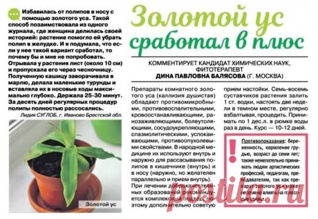 Золотой ус от полипов