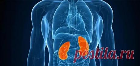 Как узнать о состоянии почек по ушной раковине - ПолонСил.ру - социальная сеть здоровья - 15 января - 43595221403 - Медиаплатформа МирТесен