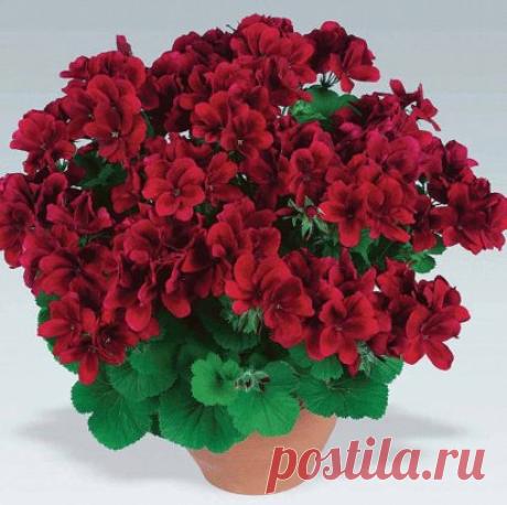 ИНТЕРЕСНАЯ ПОДКОРМКА ДЛЯ ДОМАШНИХ ЦВЕТОВ