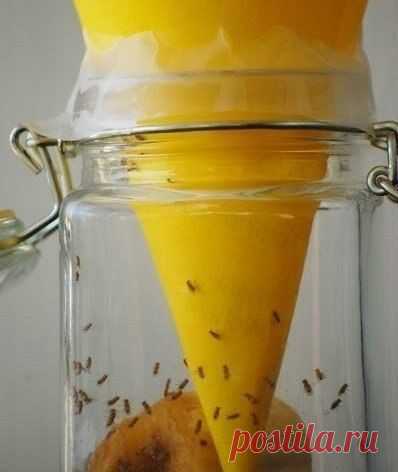 ПОЛЕЗНЫЙ СОВЕТ Как избавиться от мушек? Вроде бы такая простая конструкция, а действует