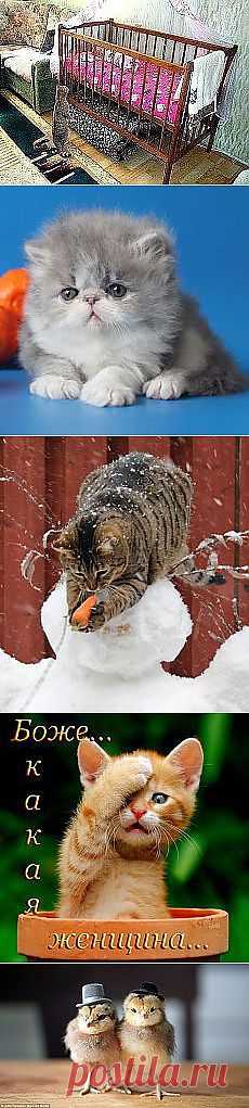 Svetlana Minelli: Зверье мое | Постила.ru