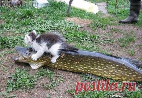 По-щучьему велению, по моему хотению...