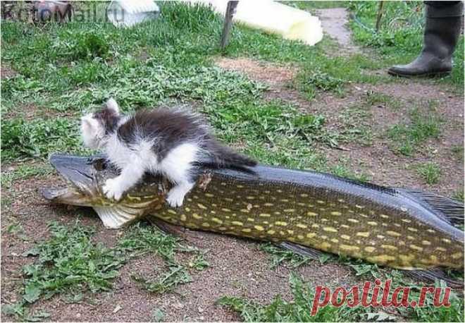 По-щучьему велению, по моему хотению...