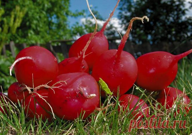 ЧТО МОЖНО И НЕЛЬЗЯ САЖАТЬ В ТЕПЛИЦЕ... | Познавательный сайт ,,1000 мелочей"