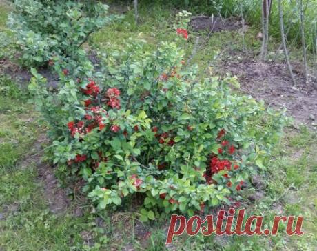 Айва покоряет российские дачи