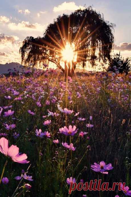 AMAZING - Community - Google+  |  Pinterest • Всемирный каталог идей