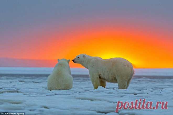 Лучшие фотографии со всего света - Потрясающие кадры - белые медведи на фоне Арктического заката