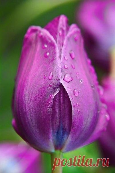 Вдохновение..