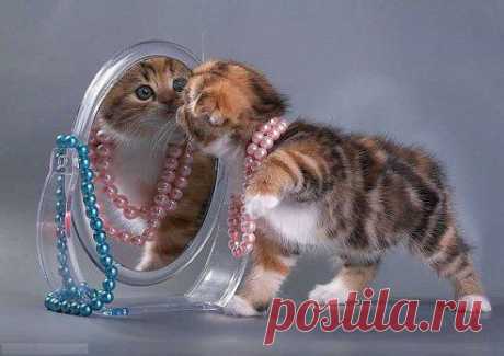 Нина Денисова
ВСЕ КОТЯТА...КАК КОТЯТА..НУ, А Я Ж - ТИГРИЦА!!!