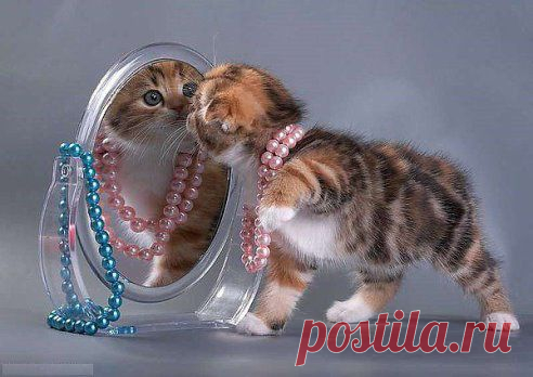 Нина Денисова
ВСЕ КОТЯТА...КАК КОТЯТА..НУ, А Я Ж - ТИГРИЦА!!!