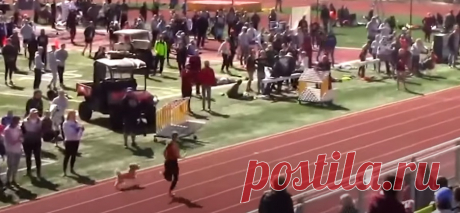 В США собака выиграла соревнования по легкой атлетике